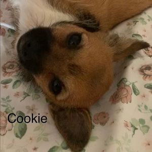 My dog cookie